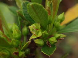 Image of Rhamnus crenulata Ait.
