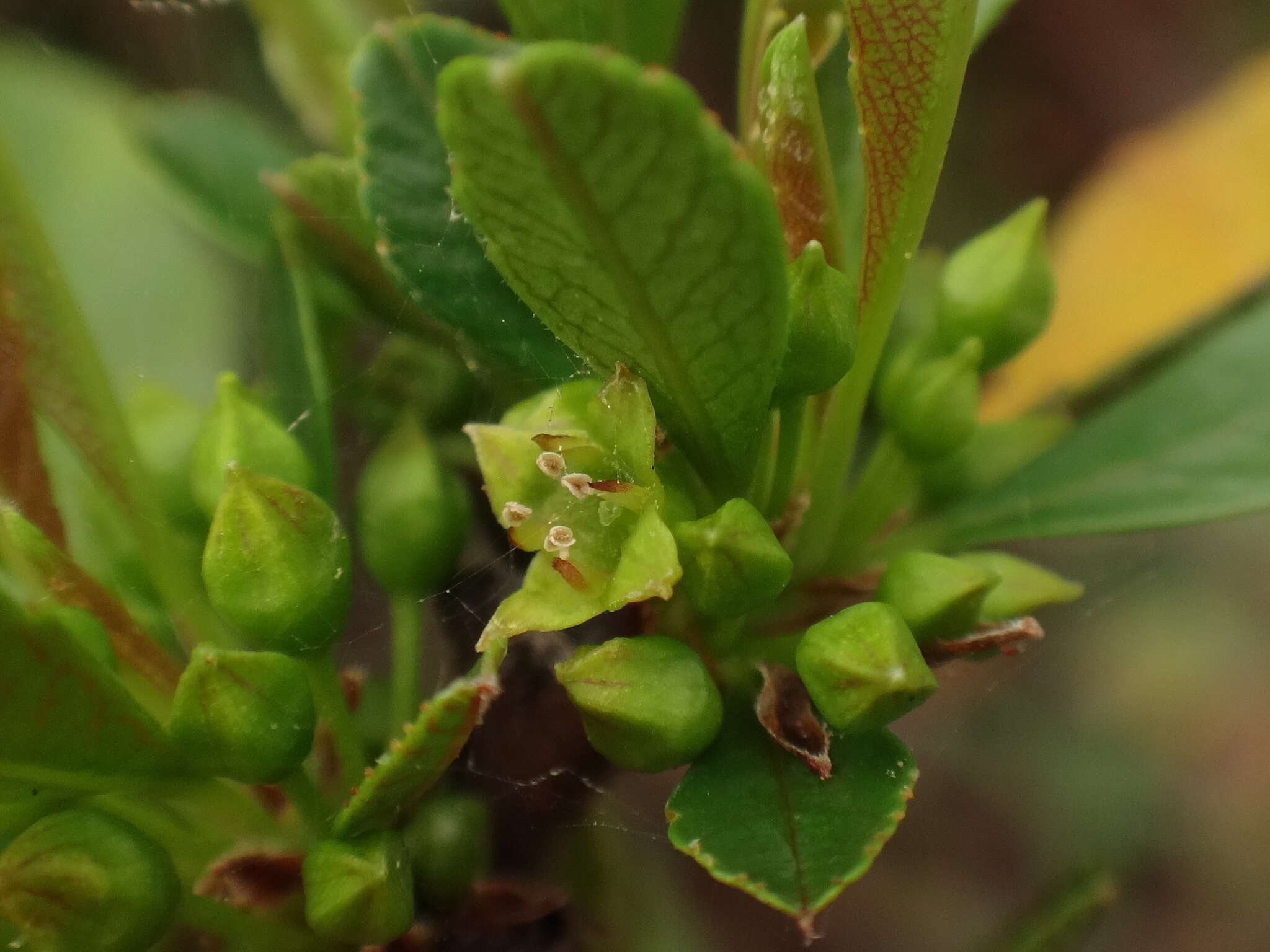 Image of Rhamnus crenulata Ait.