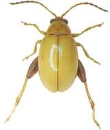 Image of Leaf beetle