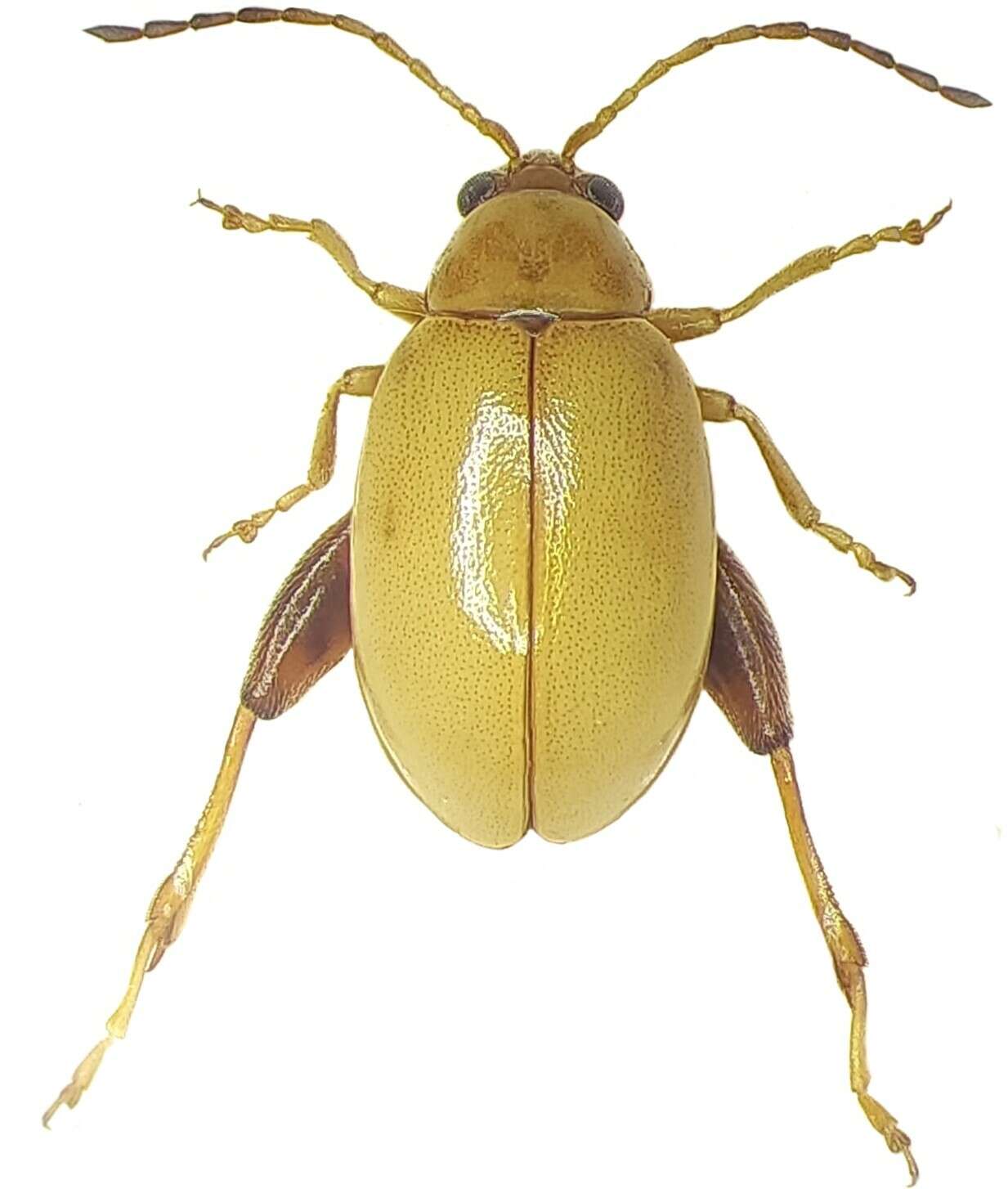 Image of Leaf beetle