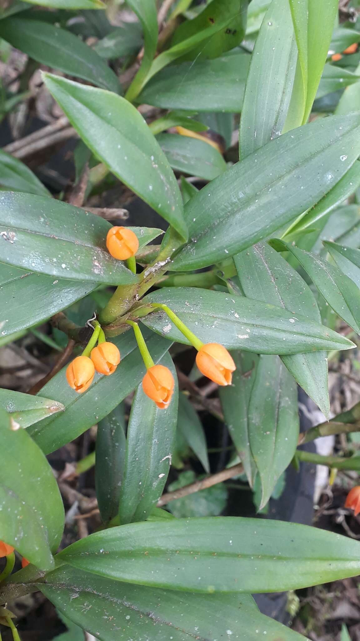 Image of Maxillaria jamesonii (Rchb. fil.) Garay & C. Schweinf.