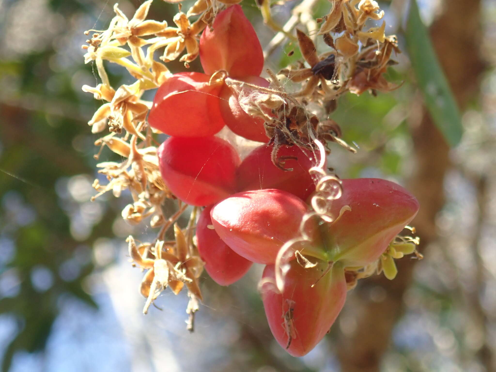 Majidea zanguebarica subsp. madagascariensis (Baill.) Capuron的圖片