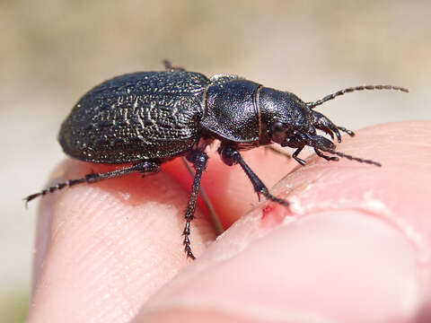 Imagem de Callisthenes (Chrysostigma) cancellatus (Eschscholtz 1833)