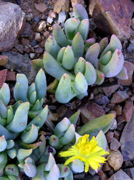 Image of Peersia frithii L. Bol.