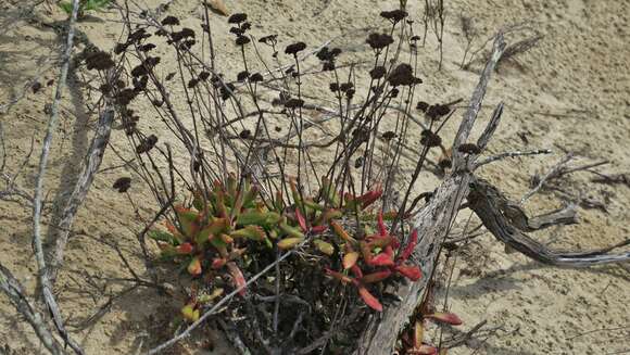 Crassula cultrata L. resmi