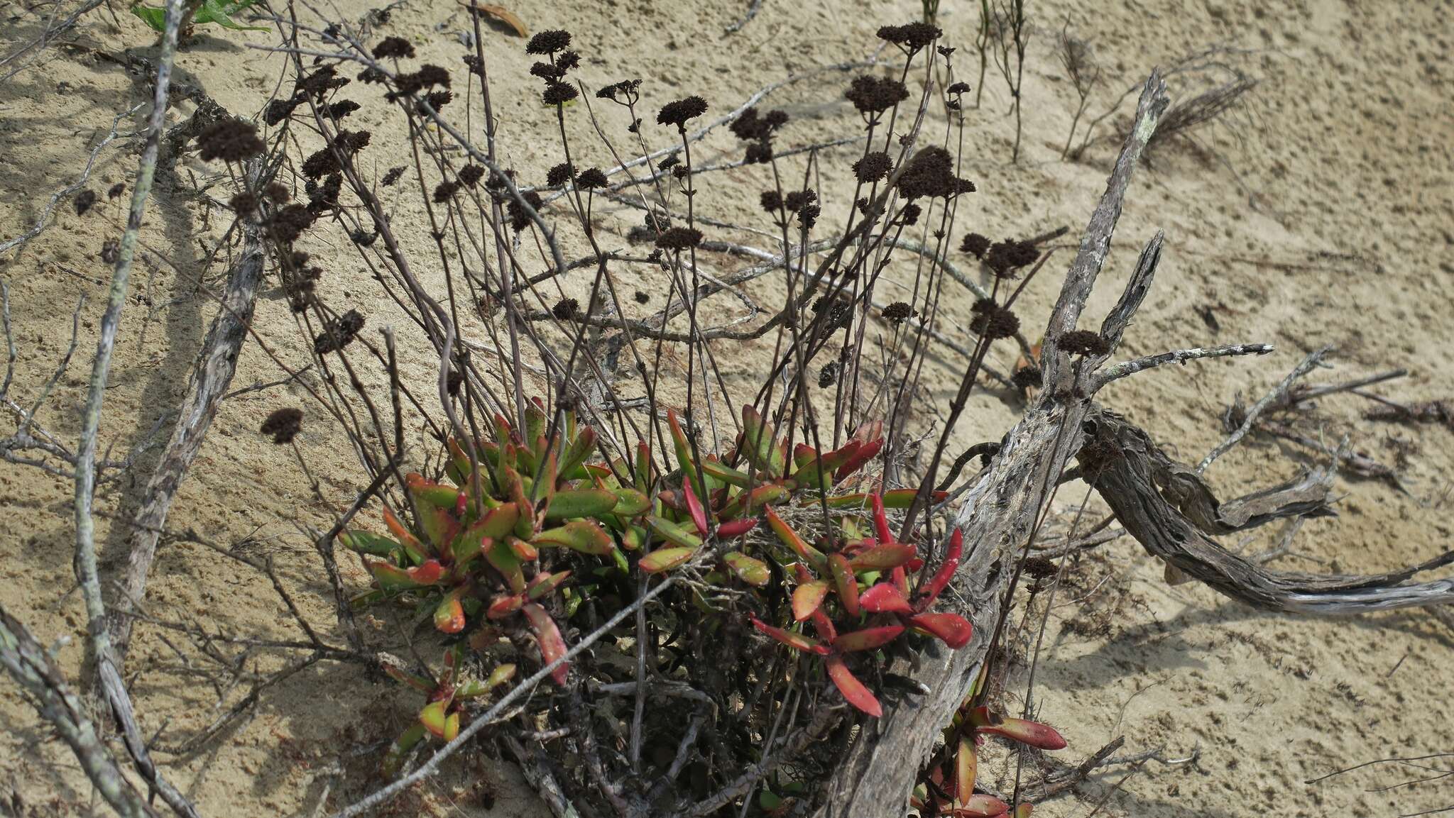 Crassula cultrata L. resmi