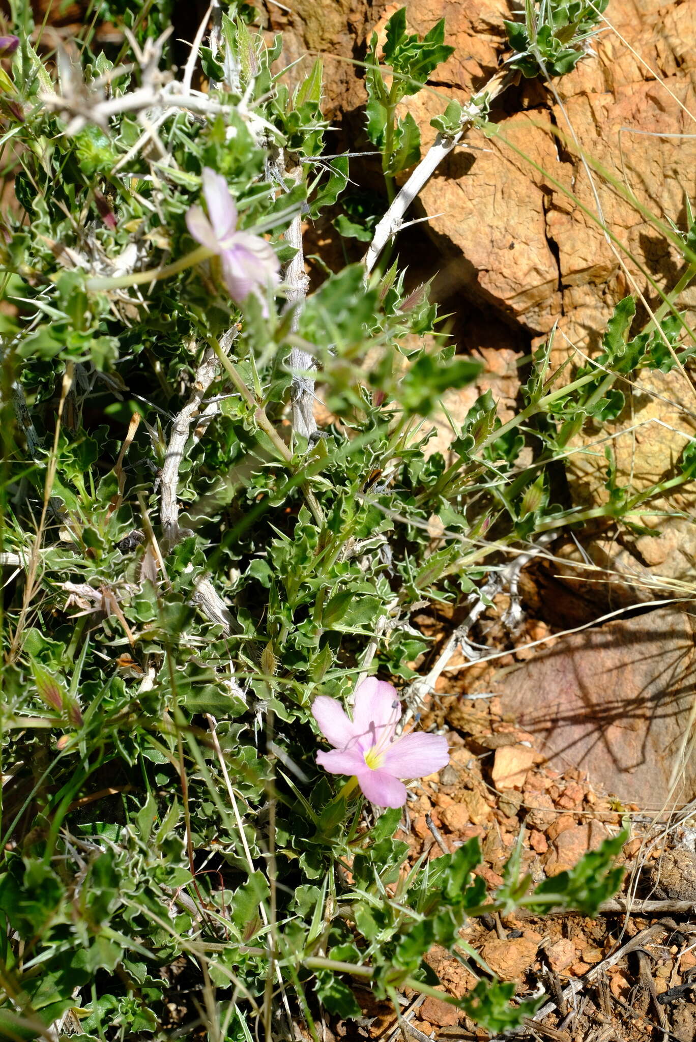 Image de Barleria rigida Willd. ex Nees