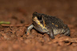 Image of Power’s Rain Frog