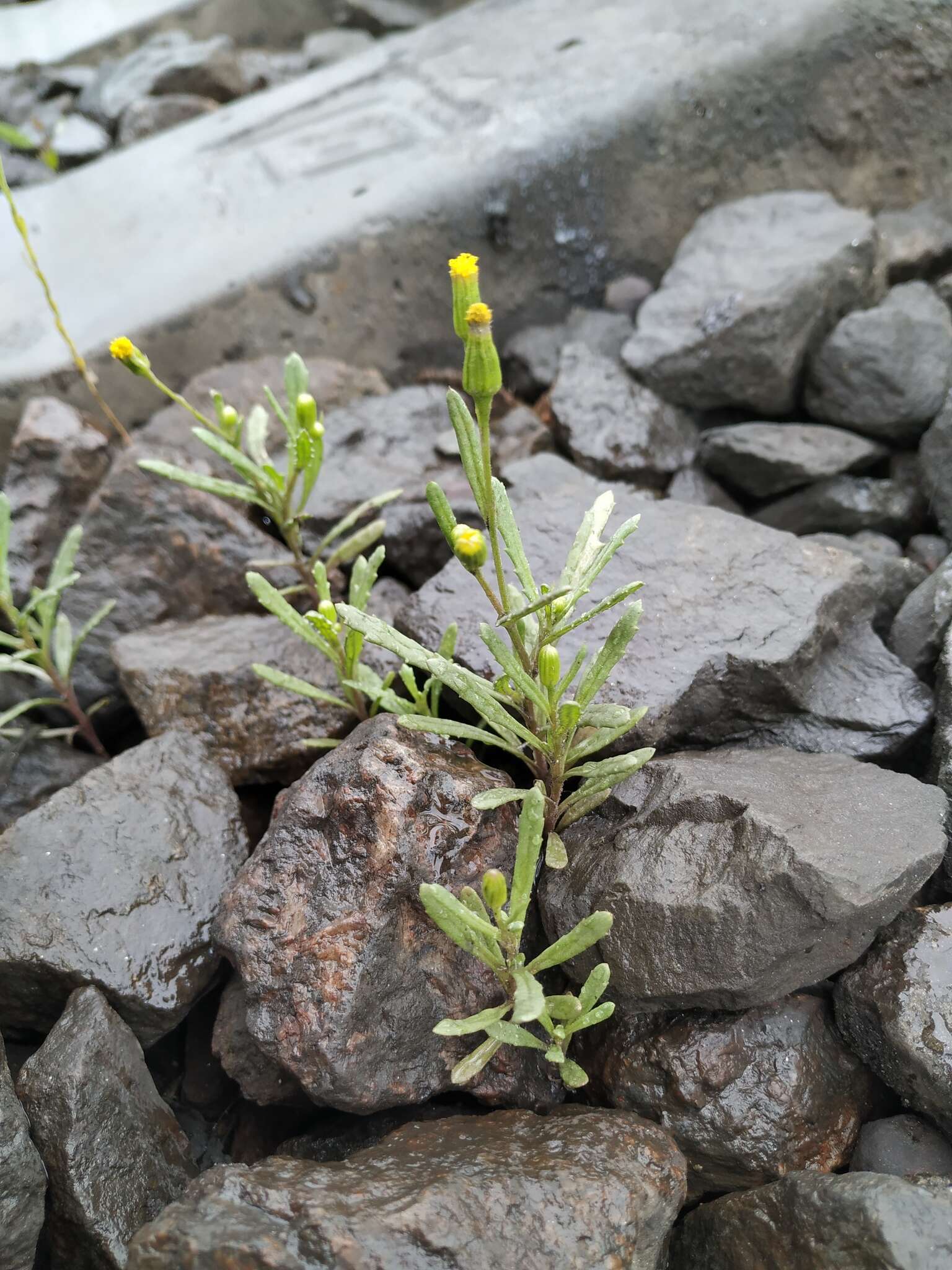 Plancia ëd Senecio dubitabilis C. Jeffrey & Y. L. Chen