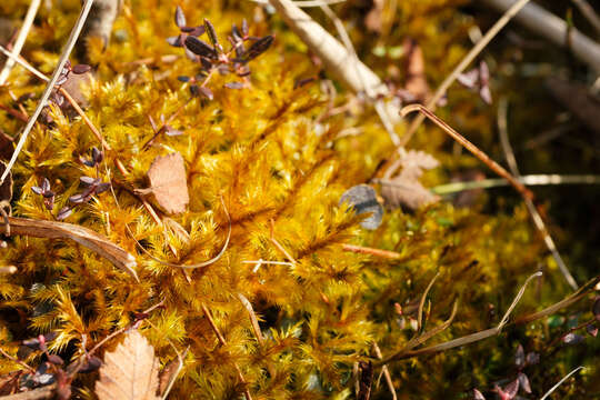 Image of tomentypnum moss