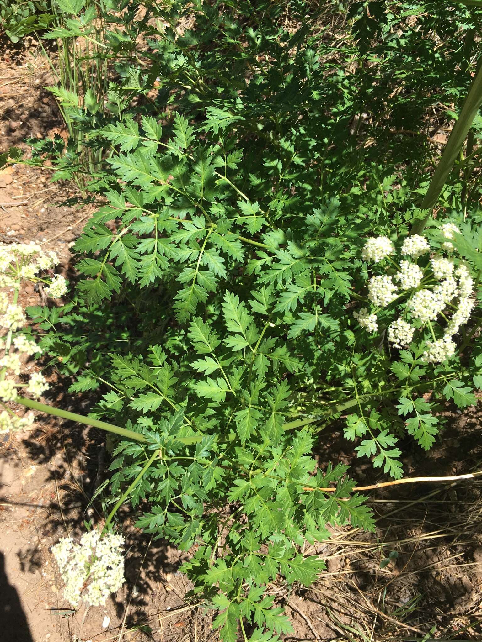 Image of Rocky Mountain hemlockparsley