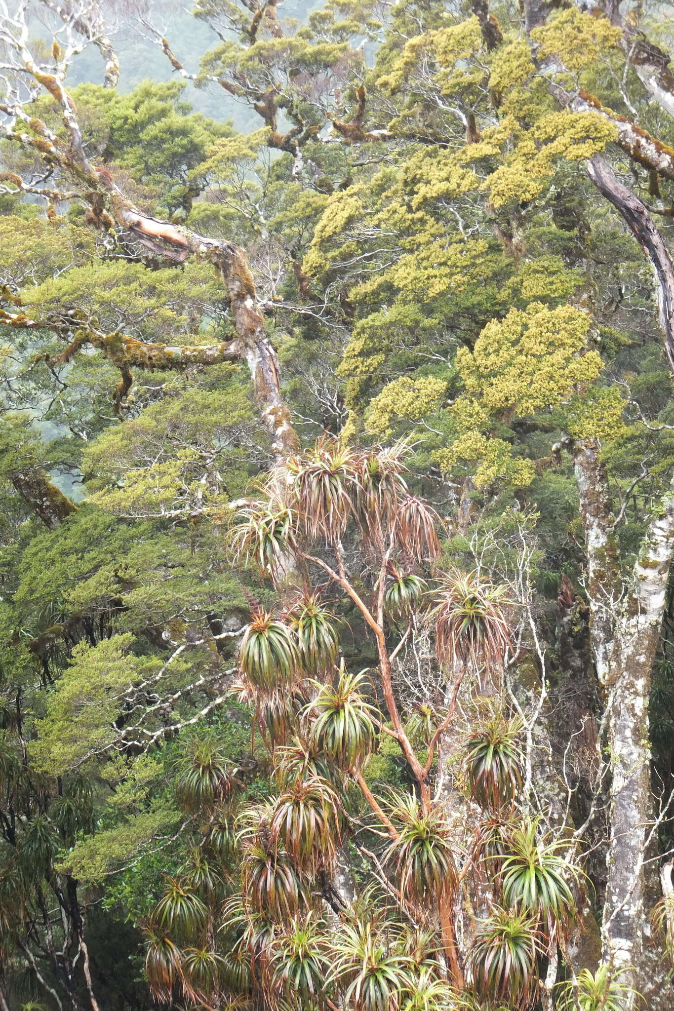 Image of mountain neinei