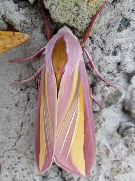 Image de Leucophlebia lineata Westwood 1847