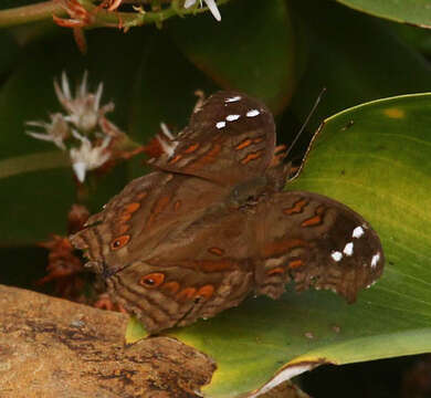 Imagem de Junonia natalica Felder 1860