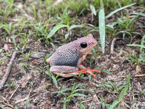 Image of Angolan Reed Frog