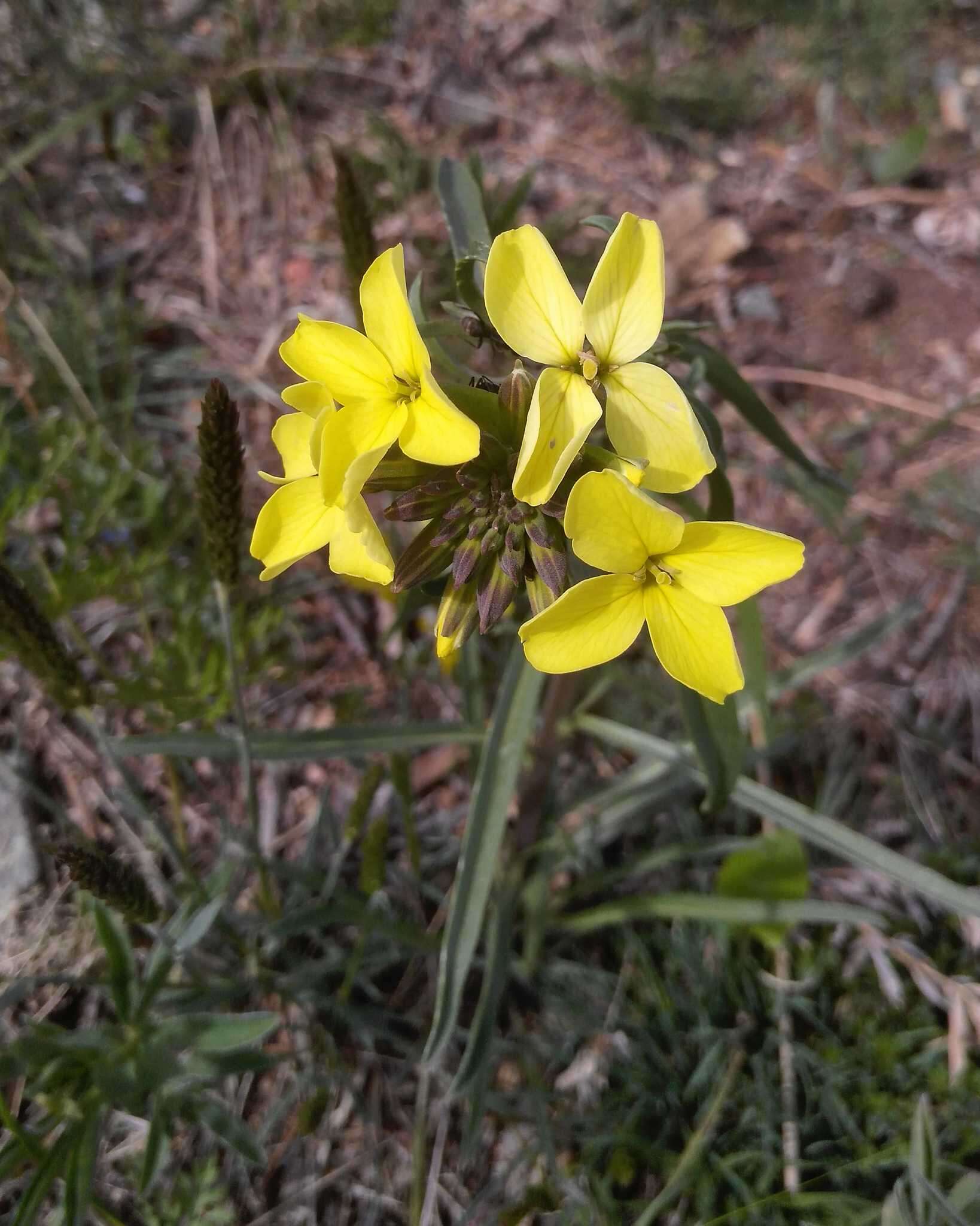 Image of Erysimum flavum (Georgi) Bobrov