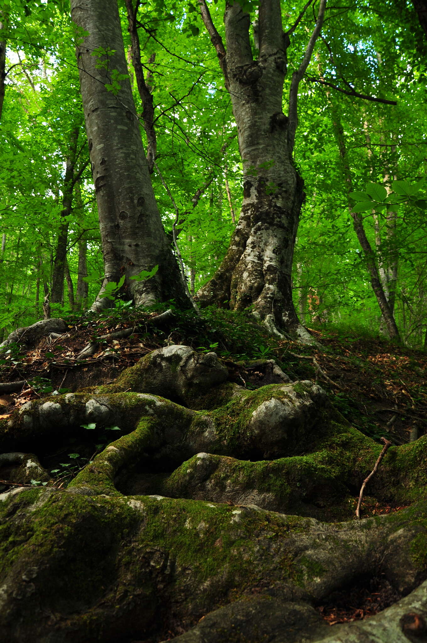 Слика од Fagus taurica Popl.