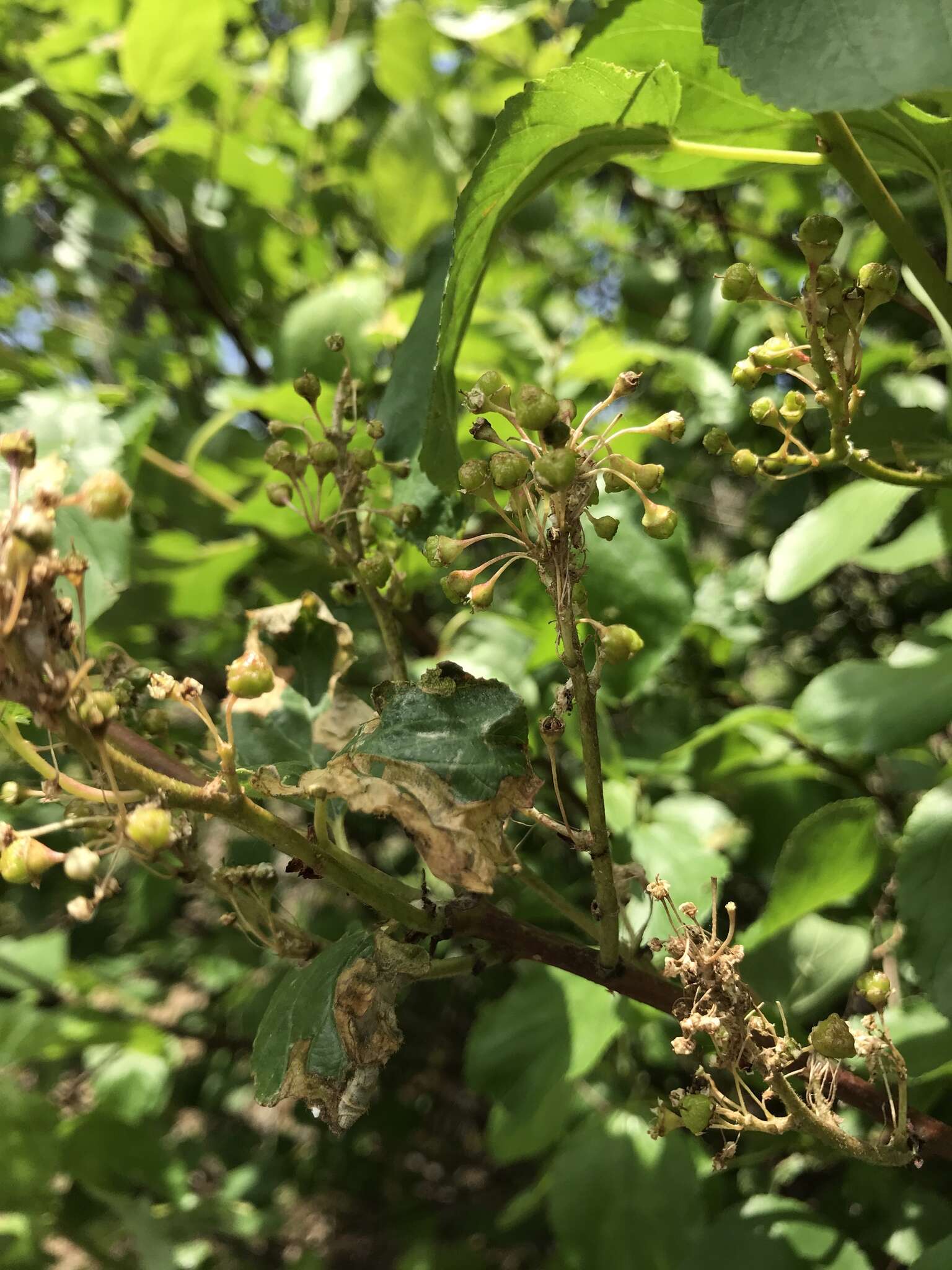 Image of Redstem Ceanothus