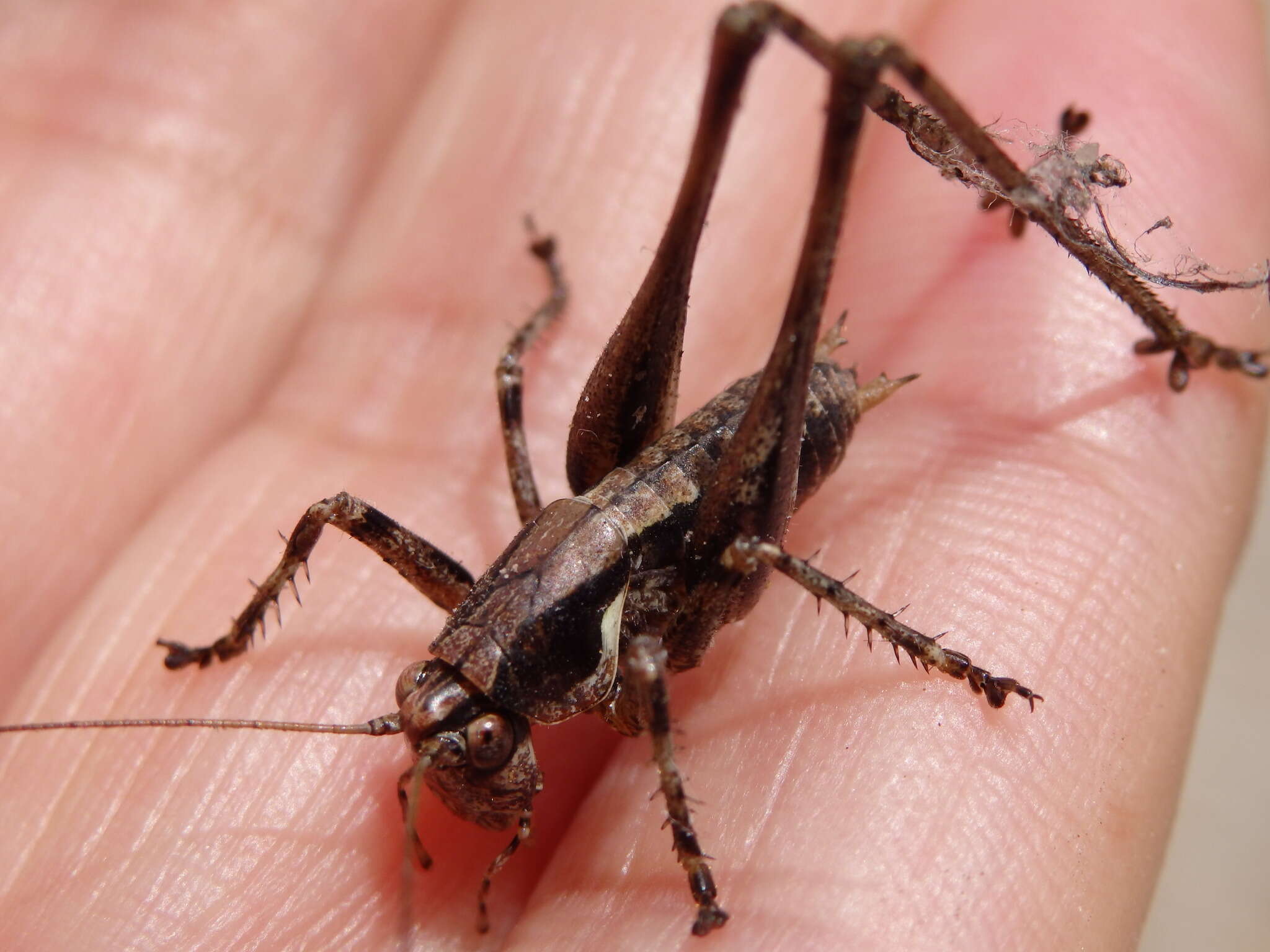 Image of Antaxius (Chopardius) spinibrachius (Fischer 1853)