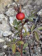 Image of white prairie rose