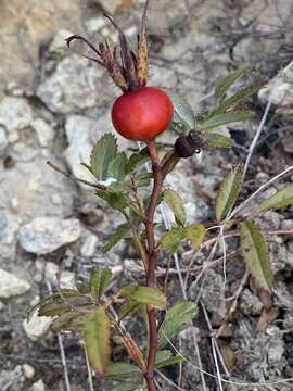 Image of white prairie rose