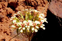 Image of Pelargonium grenvilleae (Andr.) Harv.