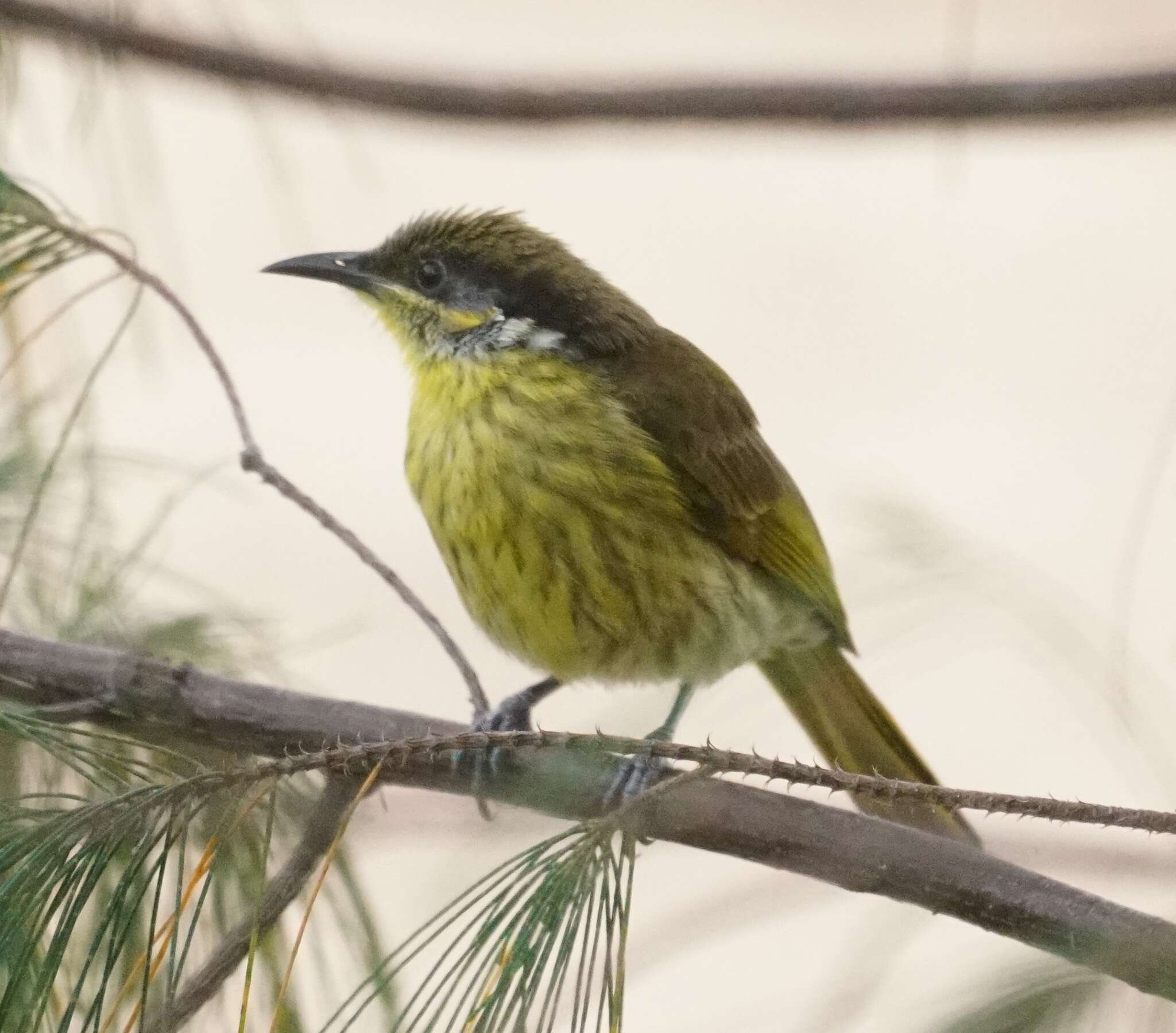 Image of Varied Honeyeater