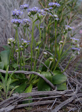 Image of Dampiera wellsiana F. Müll.