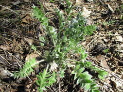 Image de Oxytropis strobilacea Bunge