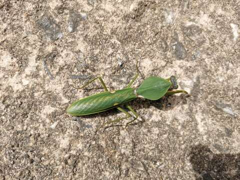 Image of Giant Malaysian Shield Mantis