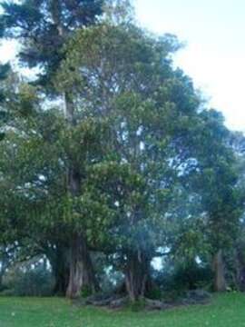 Image of Moreton Bay fig