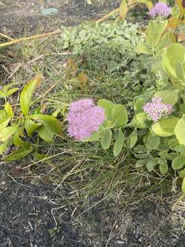 Sivun Hylotelephium spectabile (Boreau) H. Ohba kuva