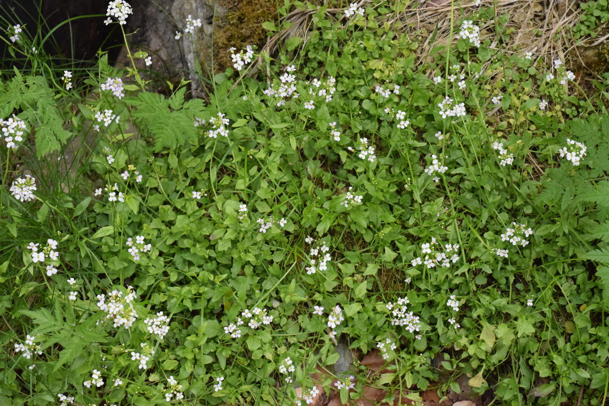 Plancia ëd Arabidopsis halleri (L.) O'Kane & Al-Shehbaz