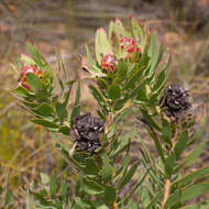 Image de Leucadendron sessile R. Br.