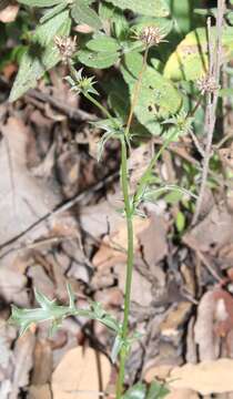 Image of Eryngium serratum Cav.