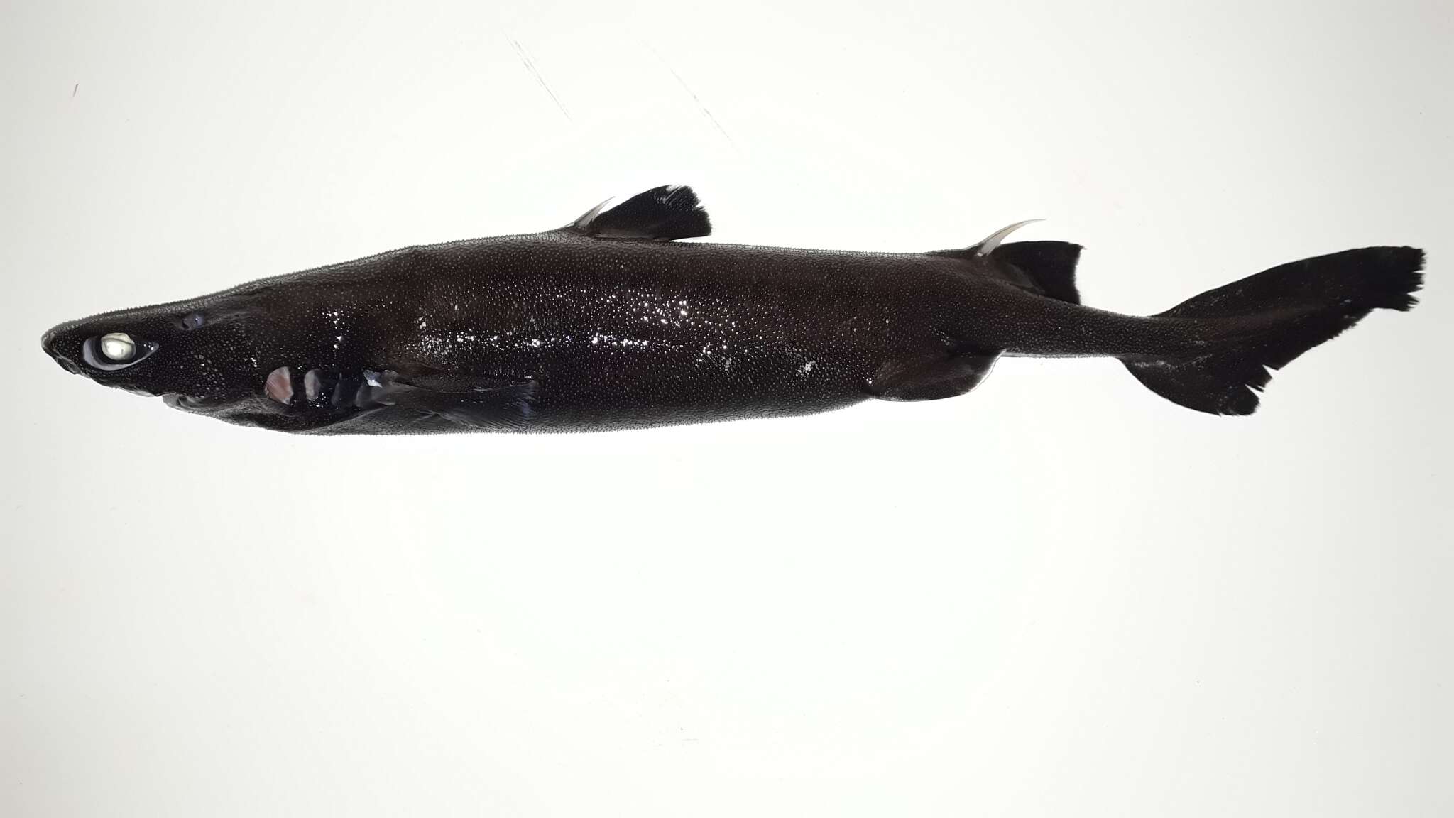 Image of Granular Dogfish