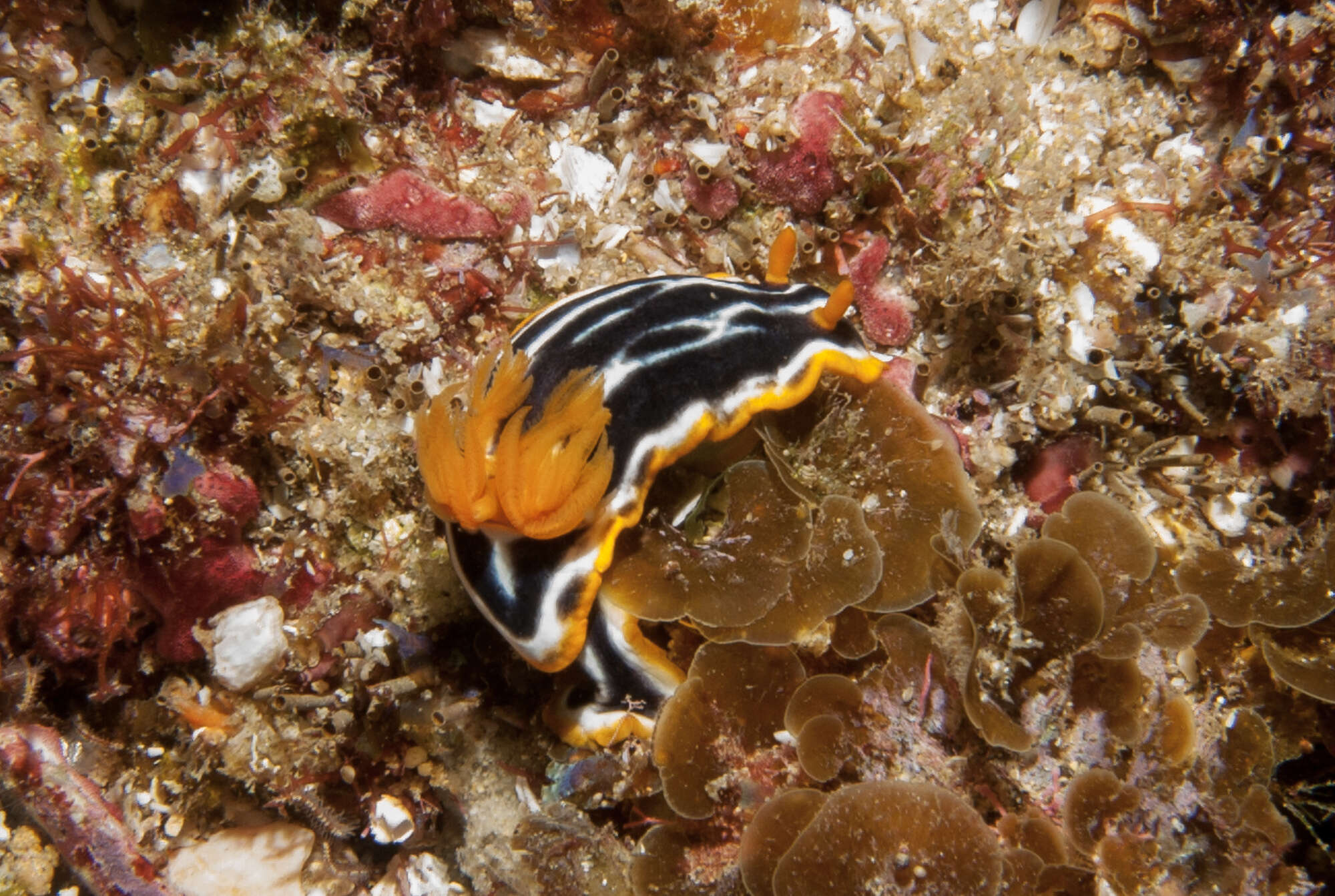 Слика од Chromodoris africana Eliot 1904