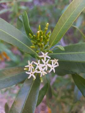 صورة Vallesia laciniata S. Brandeg.