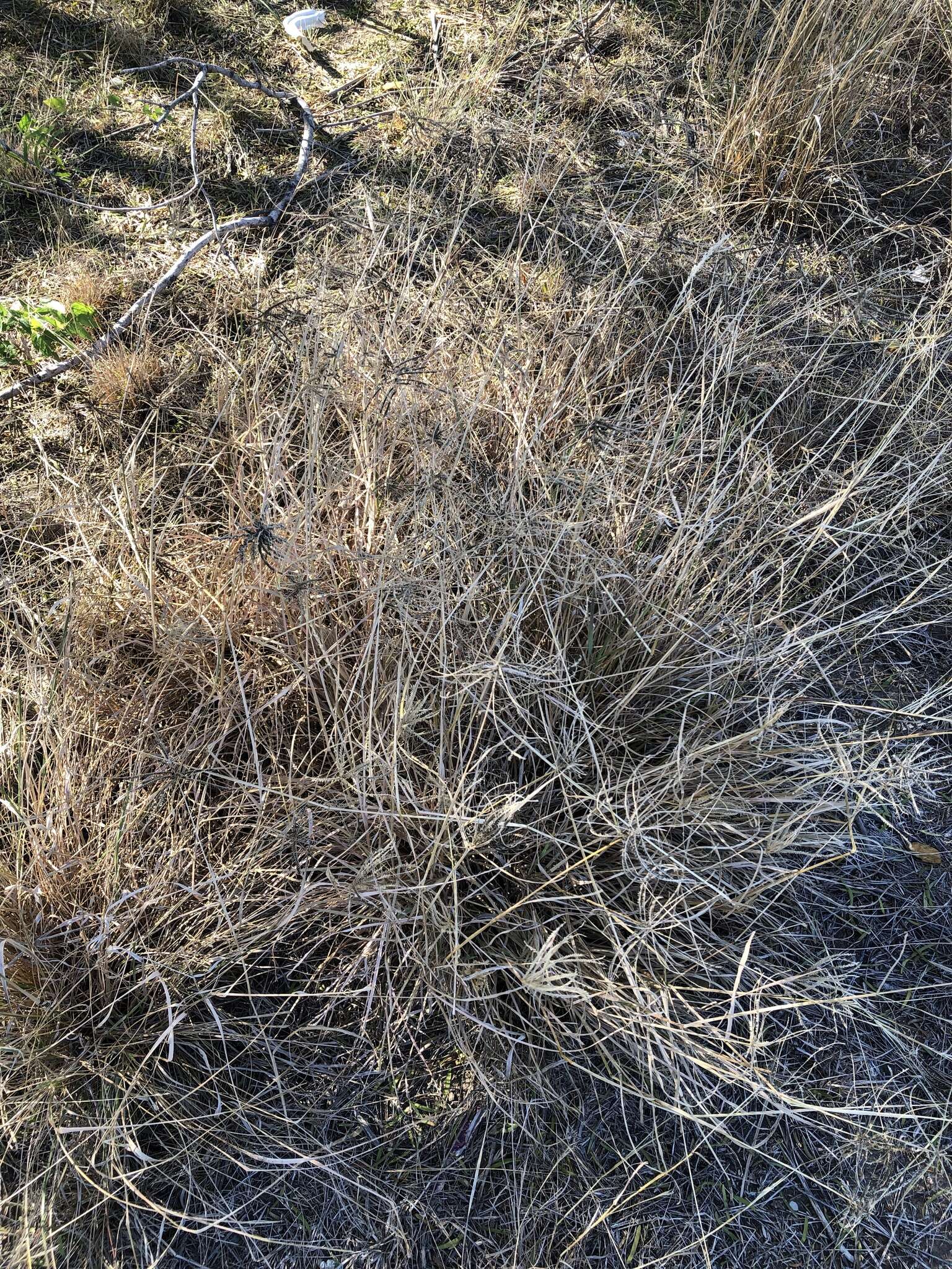 Image of windmill grass