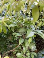 Image of Pieris japonica var. japonica