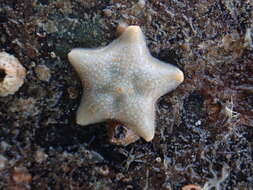 Image of cushion star