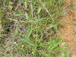 Image de Strophostyles leiosperma (Torr. & A. Gray) Piper