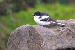 Image of Tropical Boubou