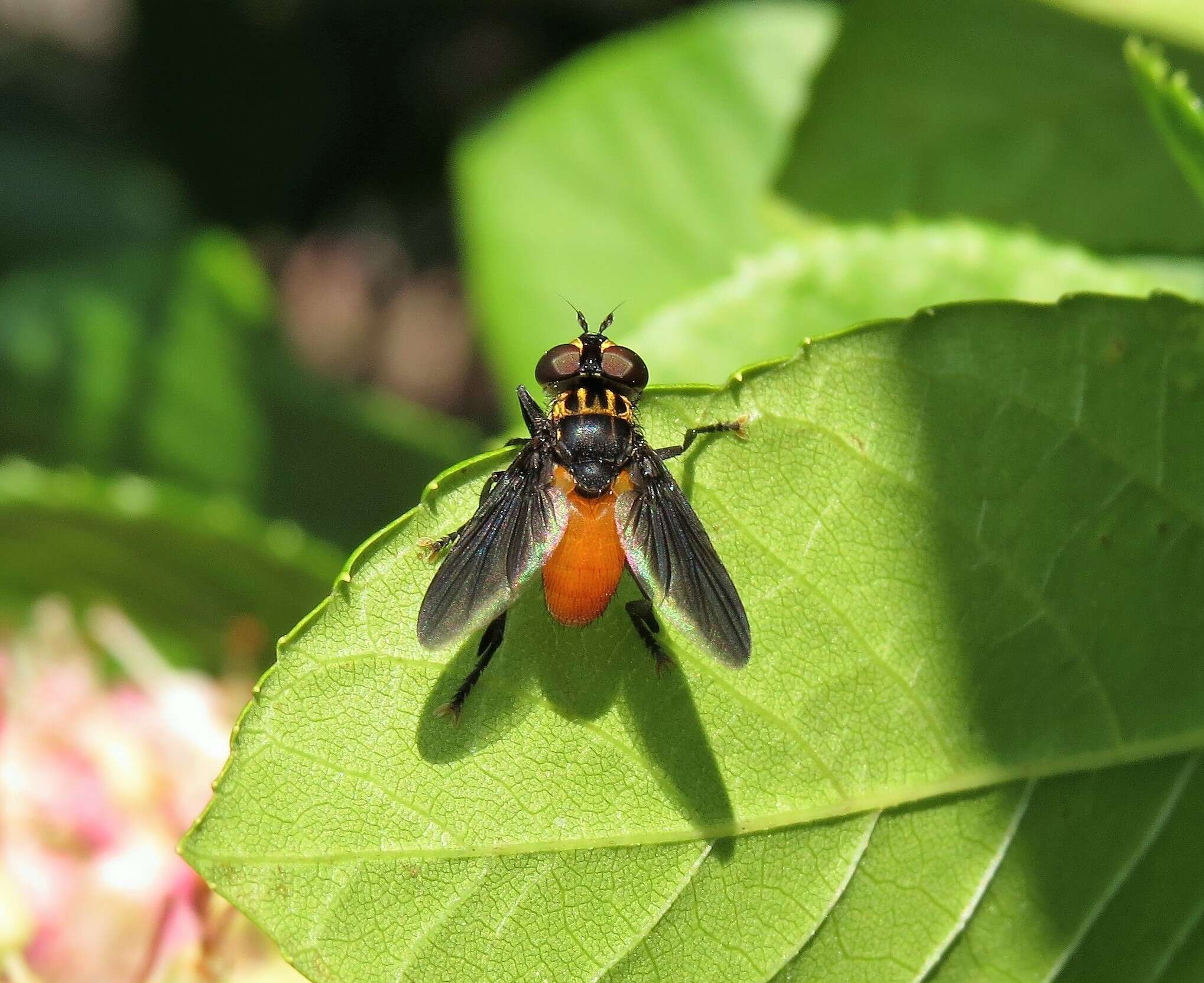 Image of Tachinid fly