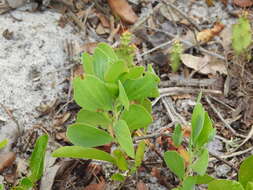 Image de Polygonella macrophylla Small