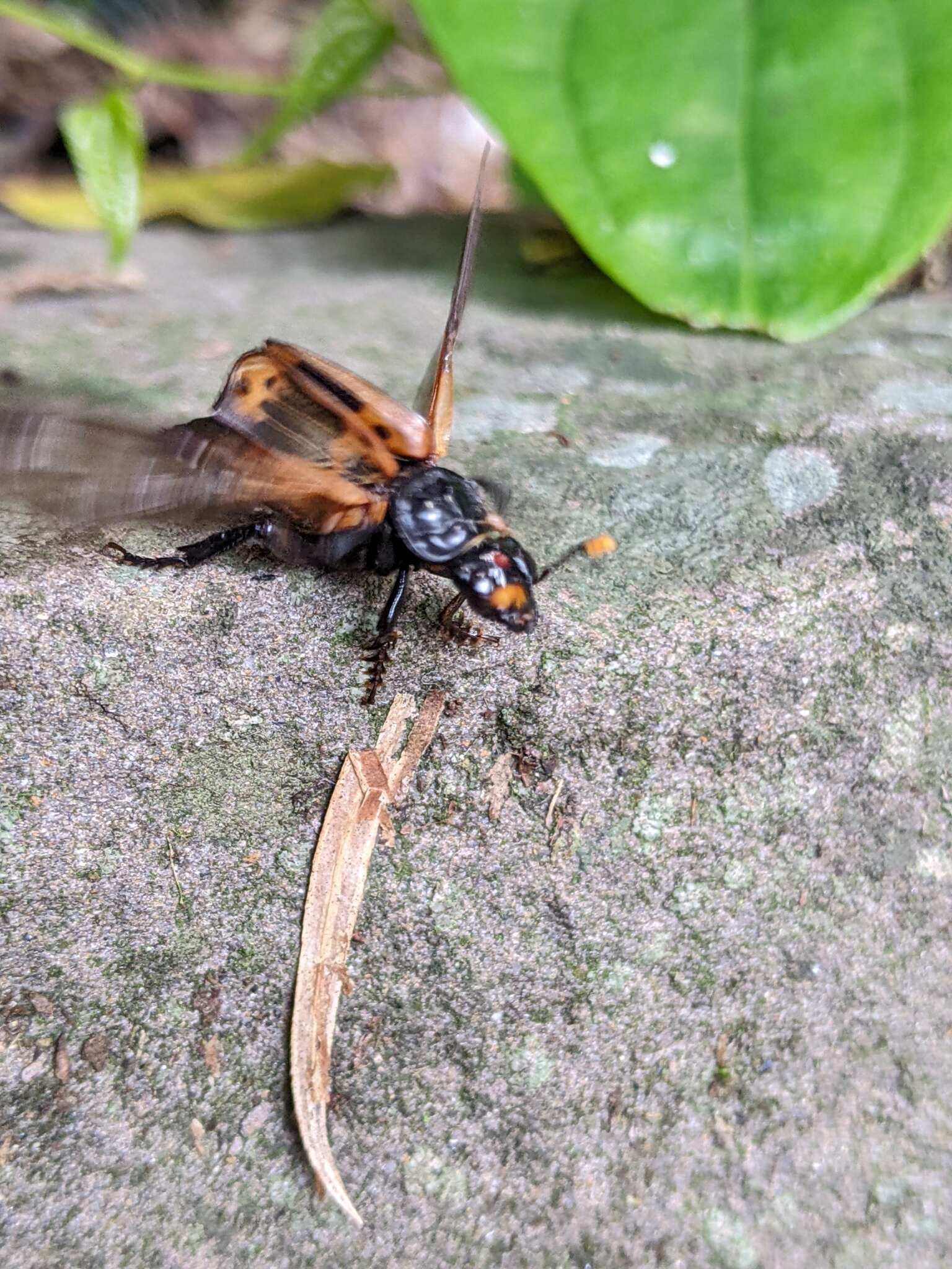 Nicrophorus (Nicrophorus) nepalensis (Hope 1831) resmi