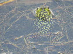 Image of Mink Frog