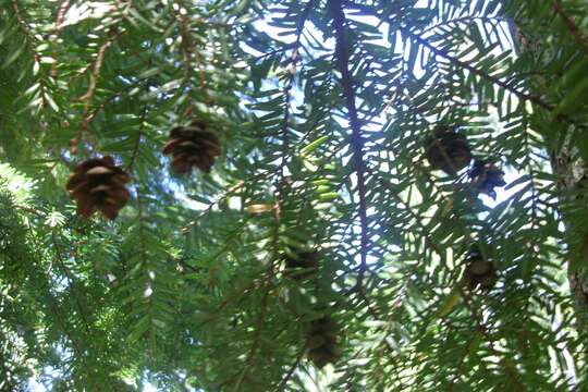 Image of western hemlock