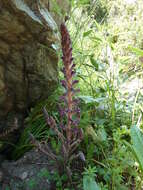 Phelipanche lavandulacea (Rchb.) Pomel resmi