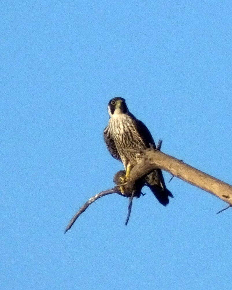 Слика од Falco peregrinus minor Bonaparte 1850